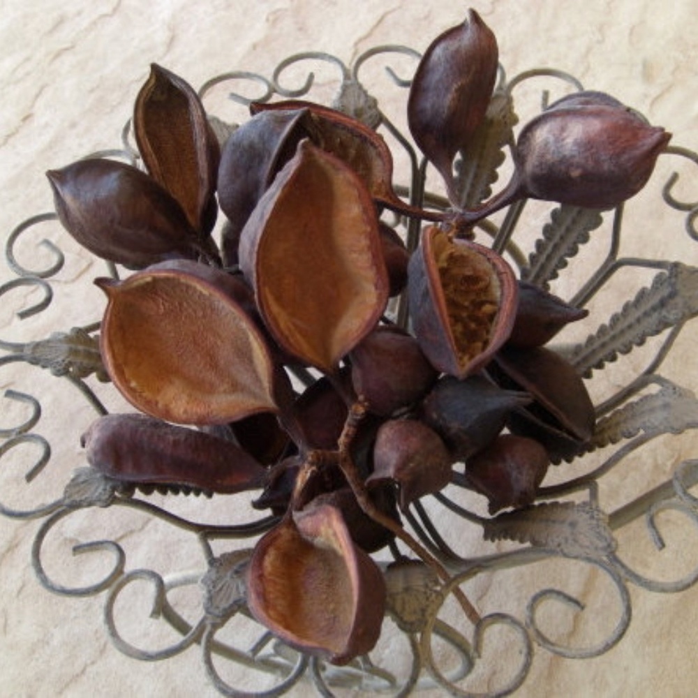40 Arizona Bottle Tree Brachychiton Seed Pods Artists Nature Crafts Floral Terra